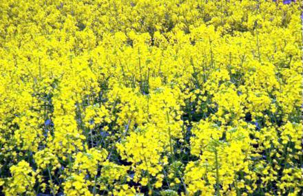 成都大林梨花沟