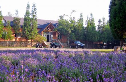 昆明凤龙湾景区薰衣草庄园