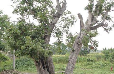 景德镇千年奇桂