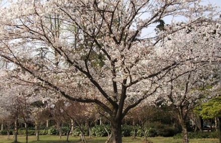 南京樱洲