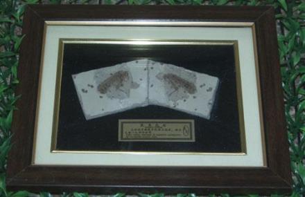 临沂热河昆虫厅