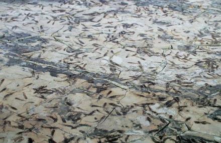 临沂热河鱼类厅