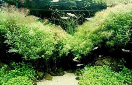 深圳万昌水族·园林