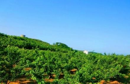 大连海益生态果树采摘园