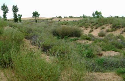 榆林毛乌素沙漠