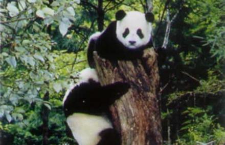 绵阳王朗自然保护区