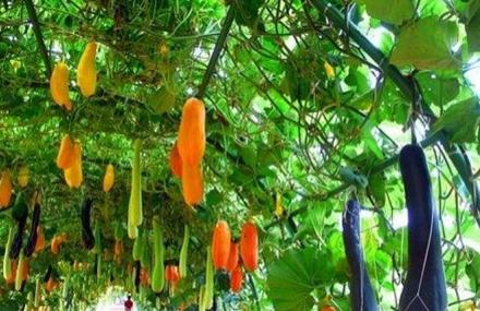 昆明三农场自然生态园