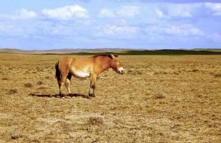 昌吉卡拉麦里有蹄类自然保护区