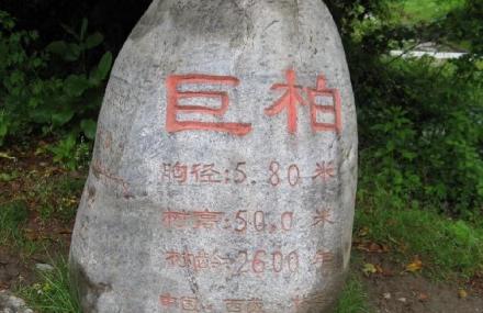 林芝巨柏