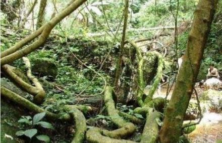 贺州巨藤王国