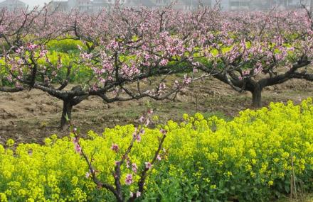 上海南汇大团桃园