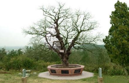 襄阳千年古黄连树