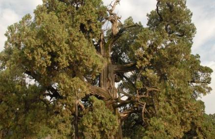 延安黄帝手植柏