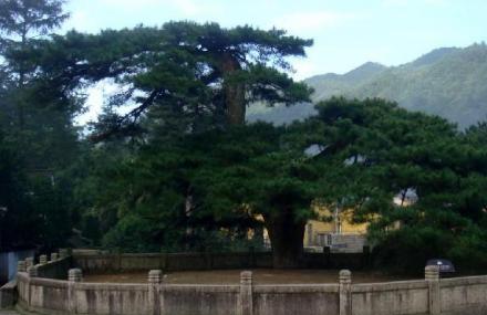 池州天下第一松