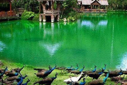 西双版纳孔雀湖