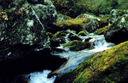 汉中佛坪大熊猫保护区