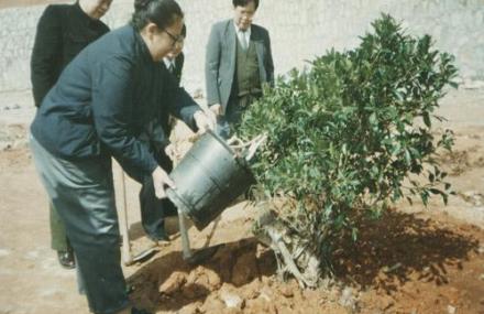 河源龙凤岛细叶榕