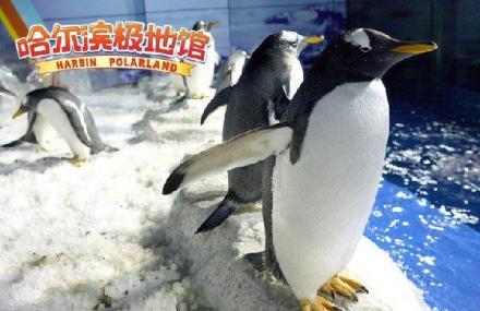 哈尔滨南极企鹅岛