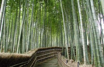 湖州竹乡国家森林公园