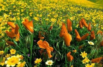 乌鲁木齐菊花台