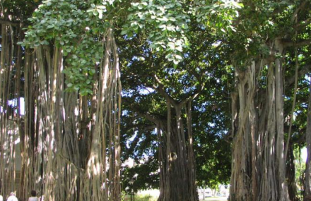 丽水温溪古榕群