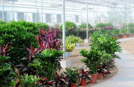 青岛大明盛泰观光园