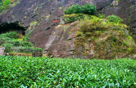 南平大红袍景区