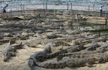 烟台世达鳄鱼园