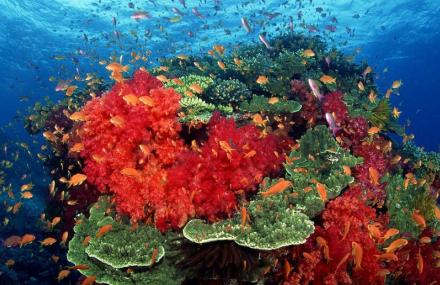 万宁缤纷珊瑚岛