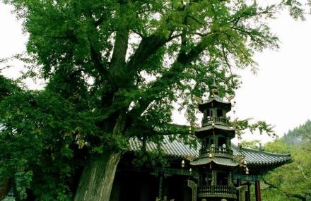 枣庄冠世石榴园