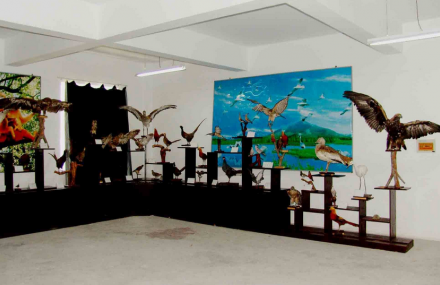 重庆动植物标本馆