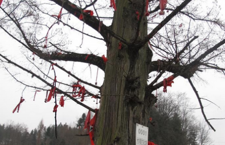 恩施天下第一杉