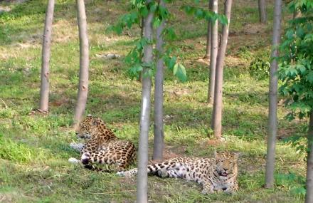 宜昌三峡森林动物园