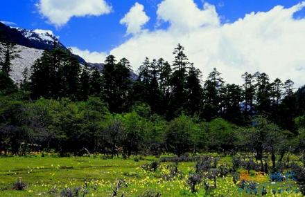 西双版纳热带雨林