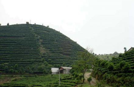 桂林七仙峰茶场