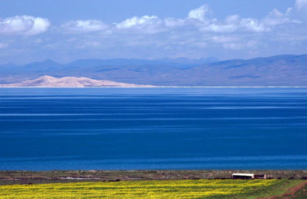 甘南格桑花草原
