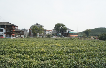 杭州龙坞茶休闲村