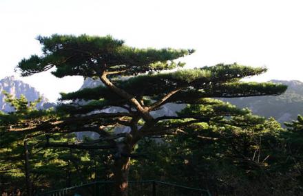 黄山棋枰松