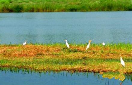 渭南合阳黄河湿地