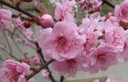 苏州2013年太湖梅花节