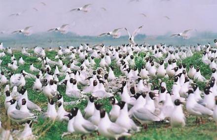 鄂尔多斯遗鸥自然保护区