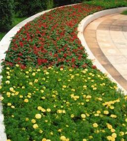 徐州特色花坛