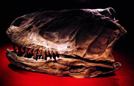 宜宾李氏蜀龙头骨