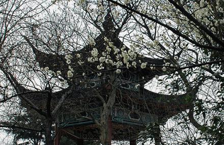 武汉梅园