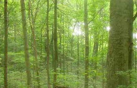 北京原始次生林