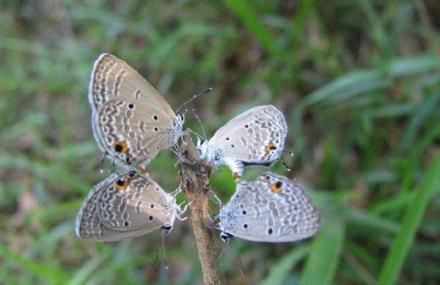 万宁生物哺育区