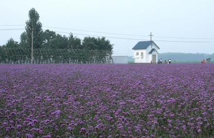 济南紫缘香草园