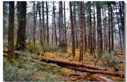 丽江云杉坪原始森林
