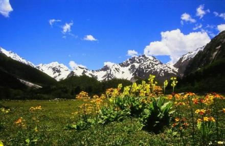 林芝岗乡自然保护区