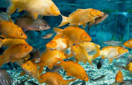 宜昌长江水族世界